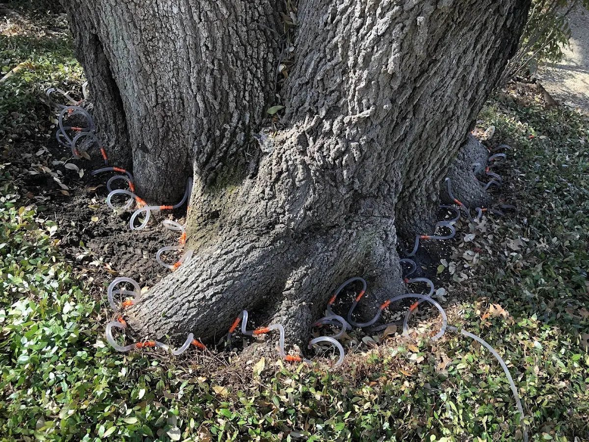 Detailed Tree Cabling and Bracing job site in Shawnee